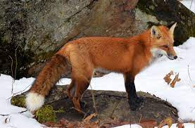 Creature Feature: Red Fox | Natural Resources Council of Maine